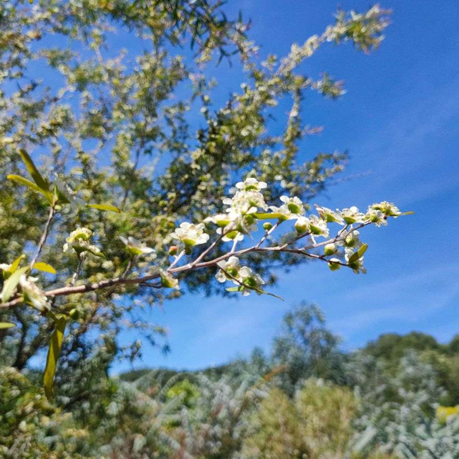 レモンティーツリー 種子 | レプトスペルムム・ペテルソニー - 柑橘系の香りのオージープランツ - 種子 |  | 04