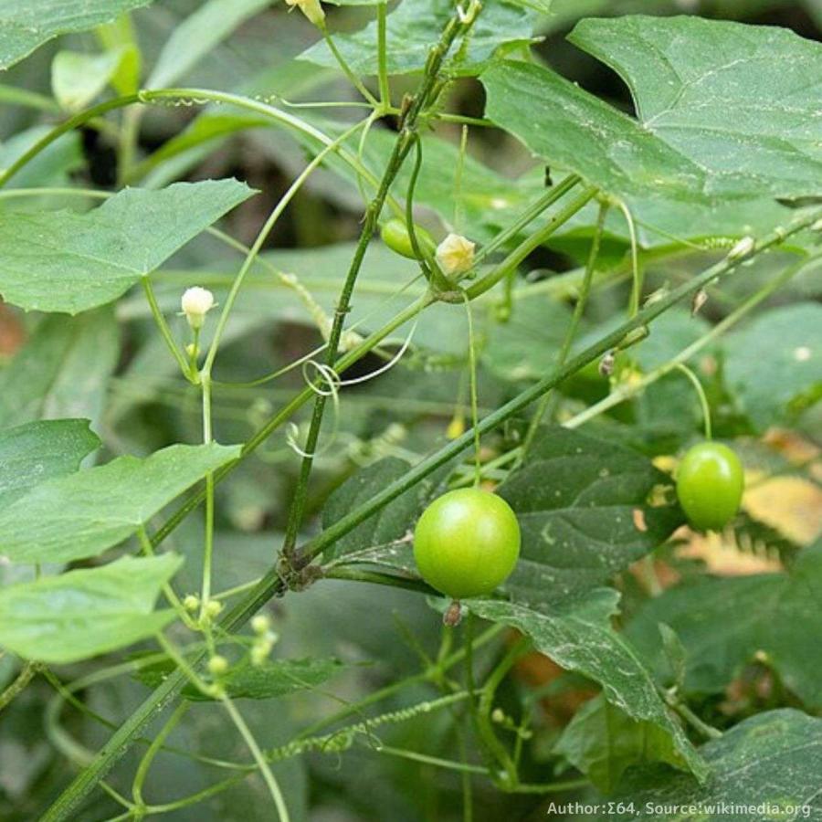 雀瓜 (スズメウリ) 種子 | 緑色から白色の実の山野草 - 種子 | 
