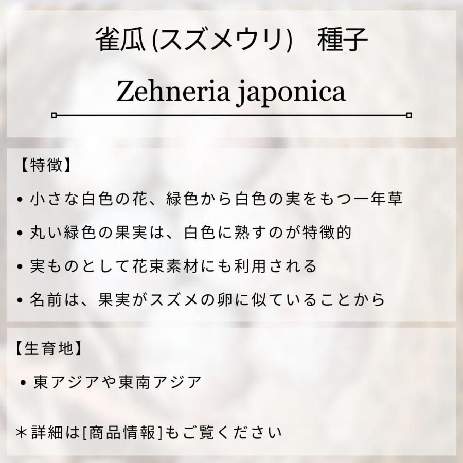 雀瓜 (スズメウリ) 種子 | 緑色から白色の実の山野草 - 種子 |  | 01