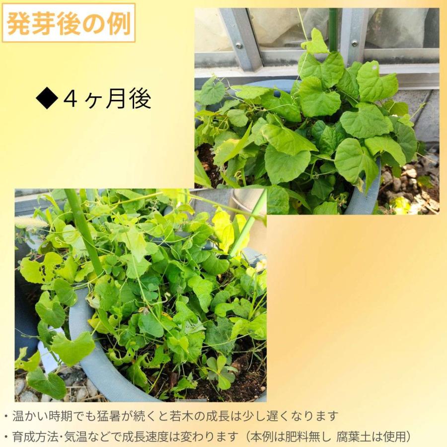 雀瓜 (スズメウリ) 種子 | 緑色から白色の実の山野草 - 種子 |  | 02