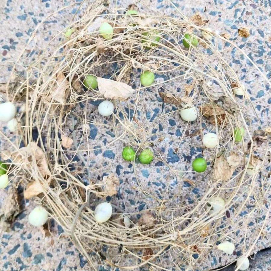 雀瓜 (スズメウリ) 種子 | 緑色から白色の実の山野草 - 種子 |  | 03