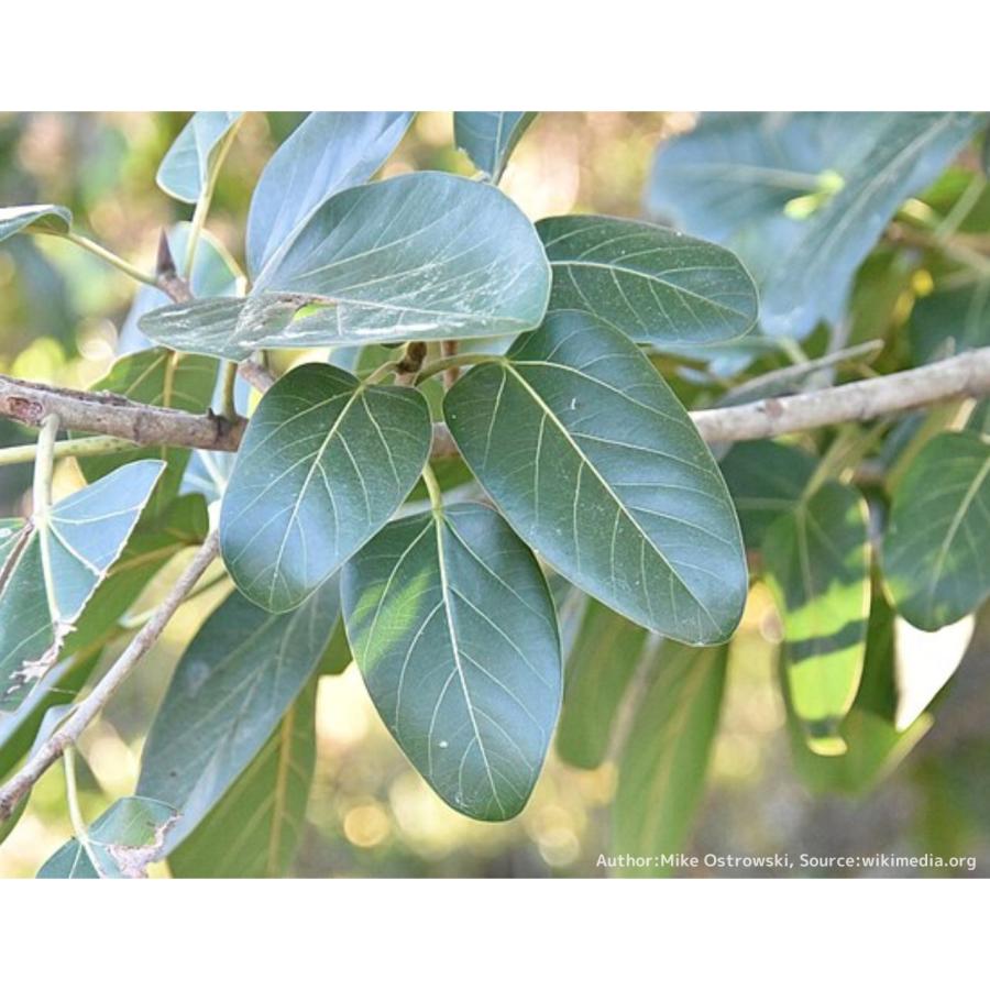 フィカス・アルテシマ 種子 | ゴムの木 - 金運の観葉植物 : KUGEL