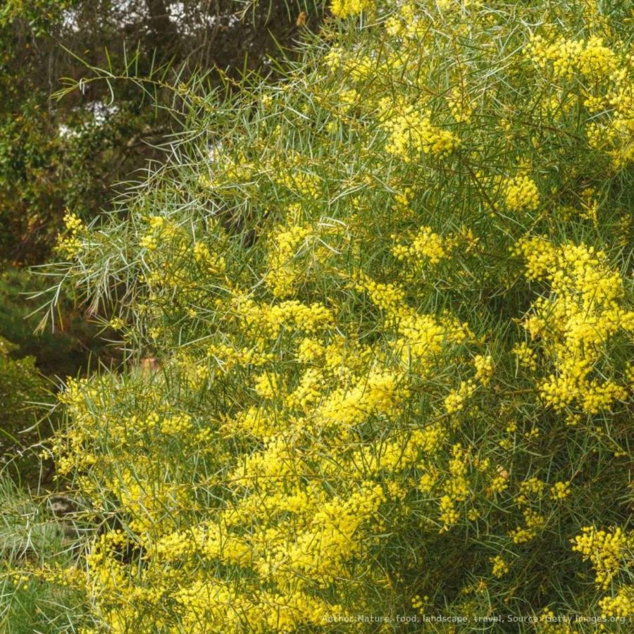 アカシア スノーウィーリバー アカシア スノーウィーリバーワトル 苗 通販 苗木部 By 花ひろば