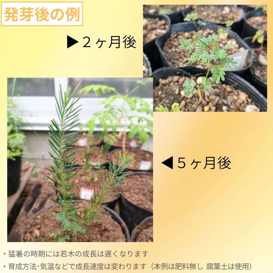 アカシア・ブアマニー 種子 | スノーウィーリバー・ワトル - 華やかな花の小〜中型ミモザ - 種子 |  | 02