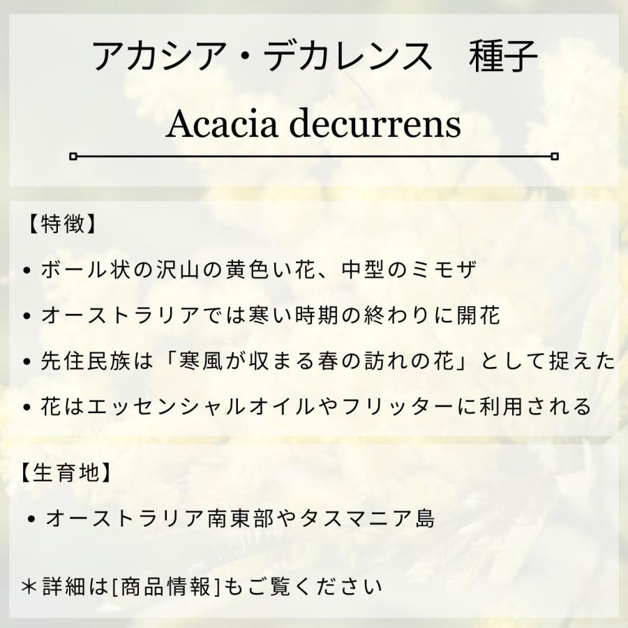 アカシア・デクレンス 種子 |  ブラックワトル - オーストラリアの冬の終わりを知らせるミモザ - 種子 |  | 01