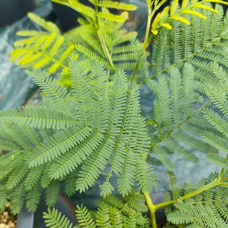 アカシア・デクレンス 種子 |  ブラックワトル - オーストラリアの冬の終わりを知らせるミモザ - 種子 |  | 03