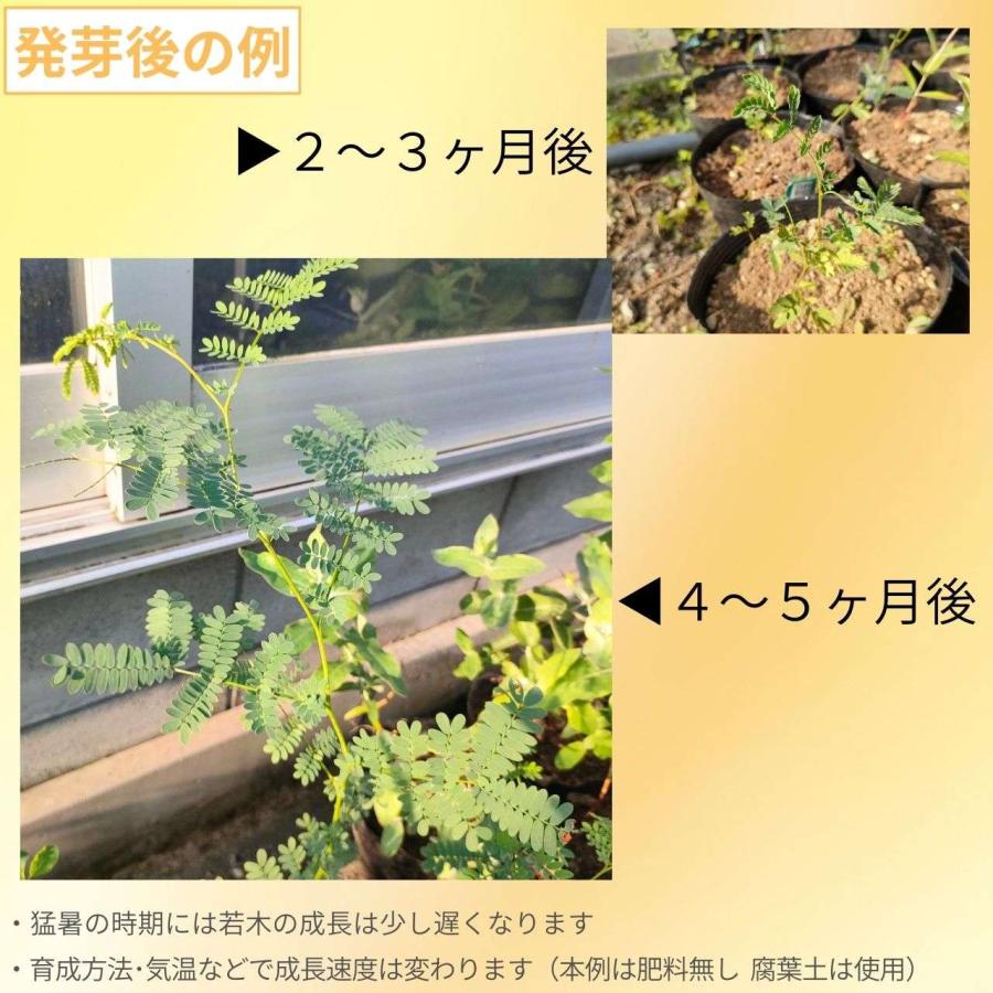 アカシア・スペクタビリス 種子 | マッジー・ワトル - ボリュームある花と羽状の丸い葉のミモザ - 種子 |  | 02