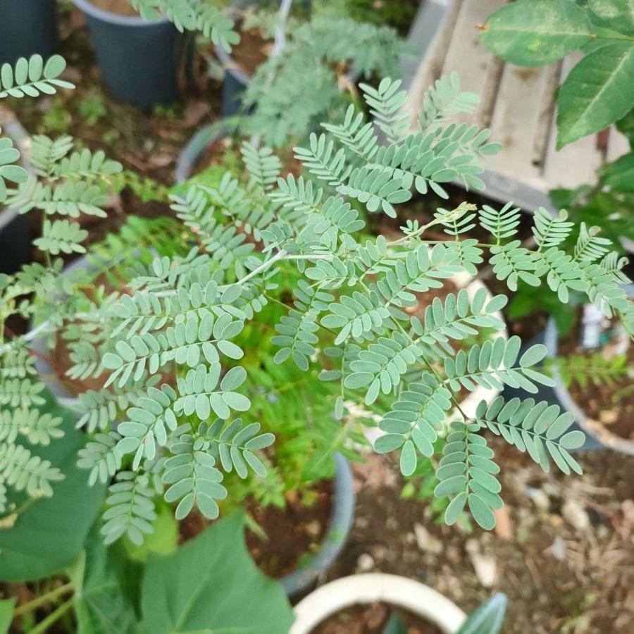 アカシア・スペクタビリス 種子 | マッジー・ワトル - ボリュームある花と羽状の丸い葉のミモザ - 種子 |  | 03