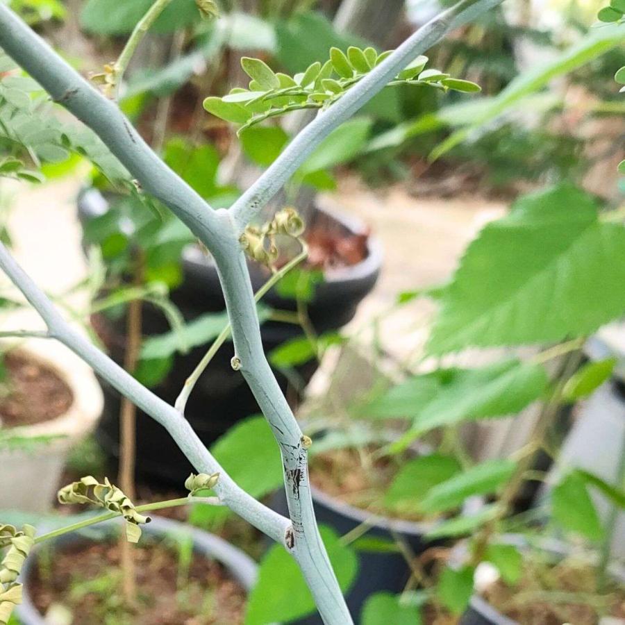 アカシア・スペクタビリス 種子 | マッジー・ワトル - ボリュームある花と羽状の丸い葉のミモザ - 種子 |  | 04