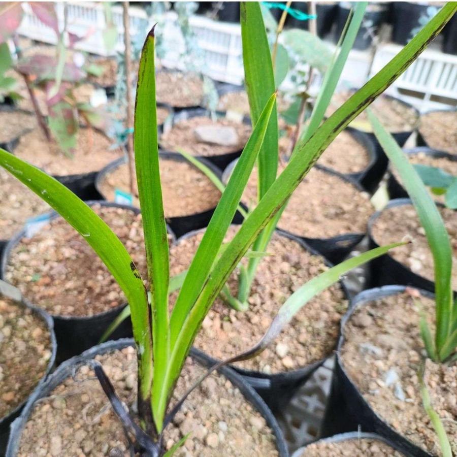 セイタカ・カンガルーポー・グリーン 種子 | アニゴザントス・フラビダス - カンガルーの足、オージープランツ - 種子 | 