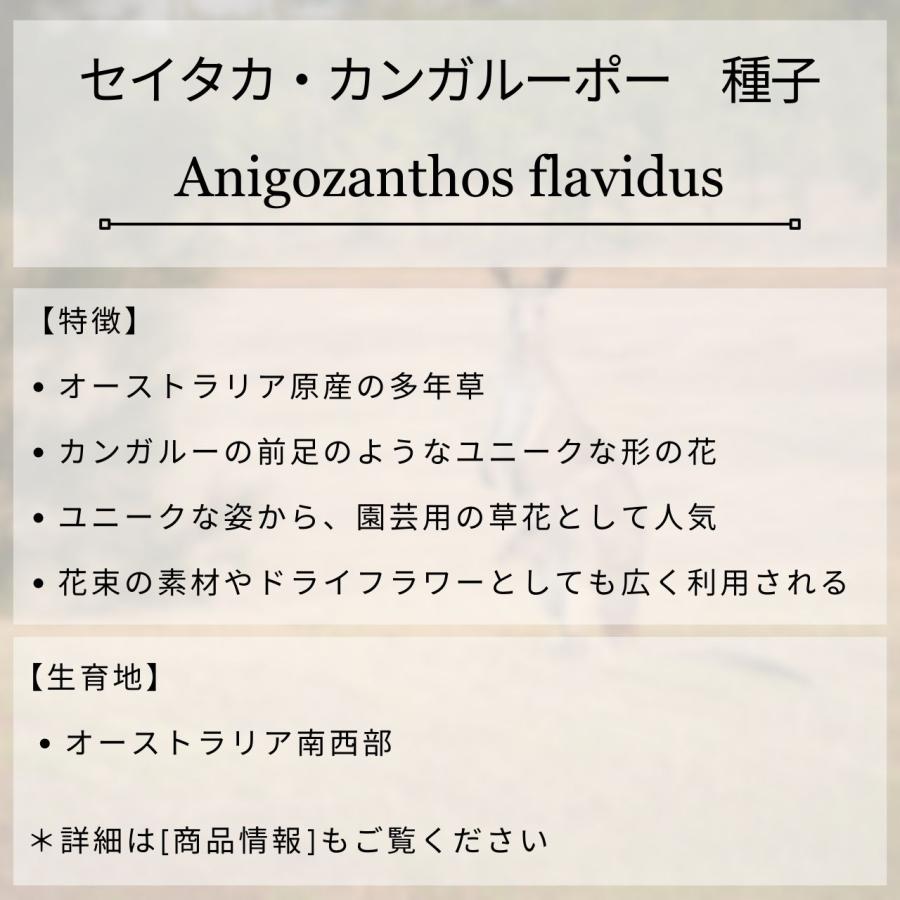 セイタカ・カンガルーポー・グリーン 種子 | アニゴザントス・フラビダス - カンガルーの足、オージープランツ - 種子 |  | 01