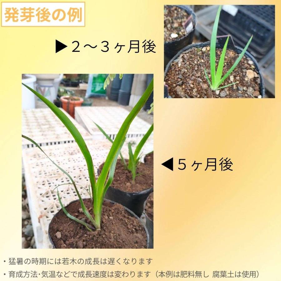 セイタカ・カンガルーポー・グリーン 種子 | アニゴザントス・フラビダス - カンガルーの足、オージープランツ - 種子 |  | 02