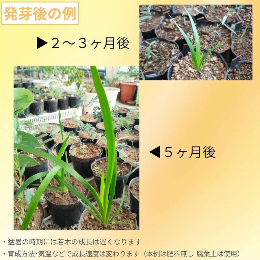 セイタカカンガルーポー・レッド 種子 | アニゴザントス・フラビダス - カンガルーの足、オージープランツ - 種子 |  | 02