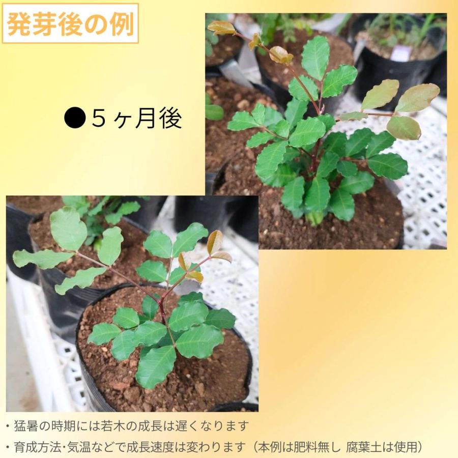 イナゴマメ 種子 | キャロブ - キャロブパウダーの木 - 種子 |  | 02