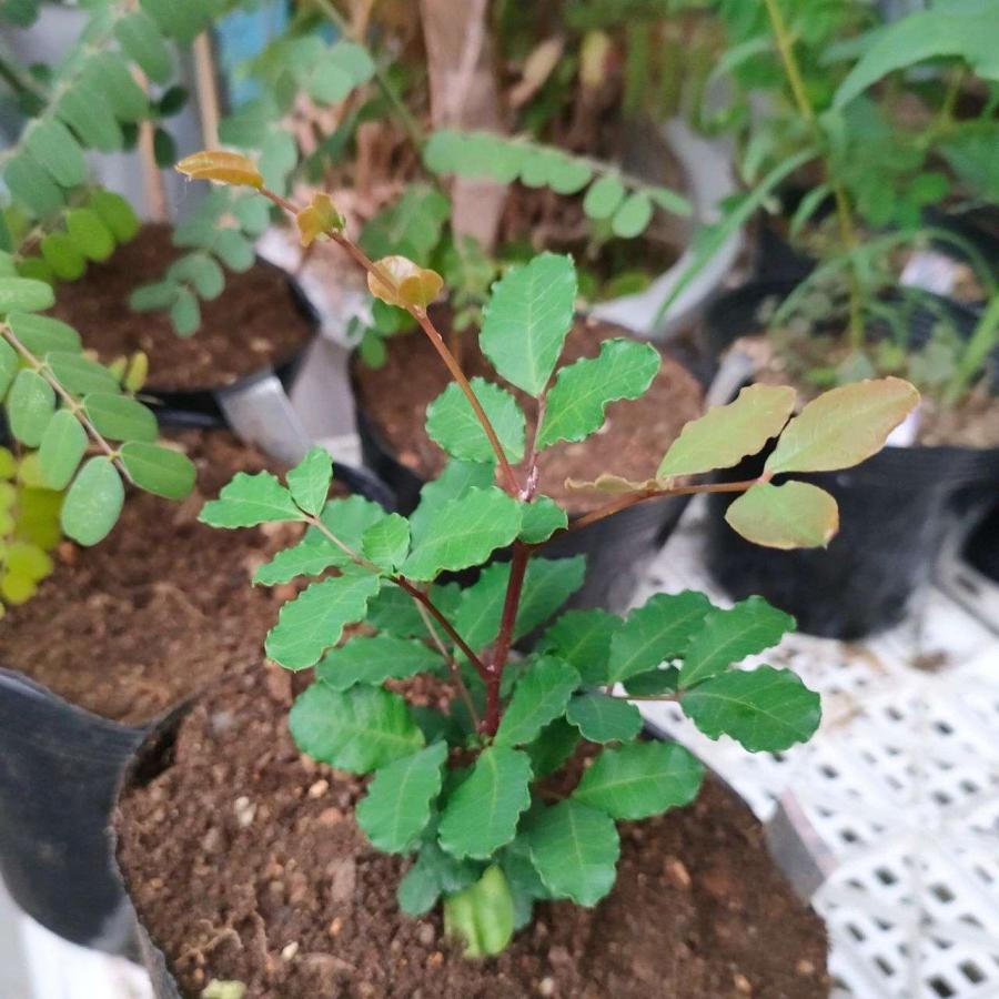 イナゴマメ 種子 | キャロブ - キャロブパウダーの木 - 種子 |  | 03