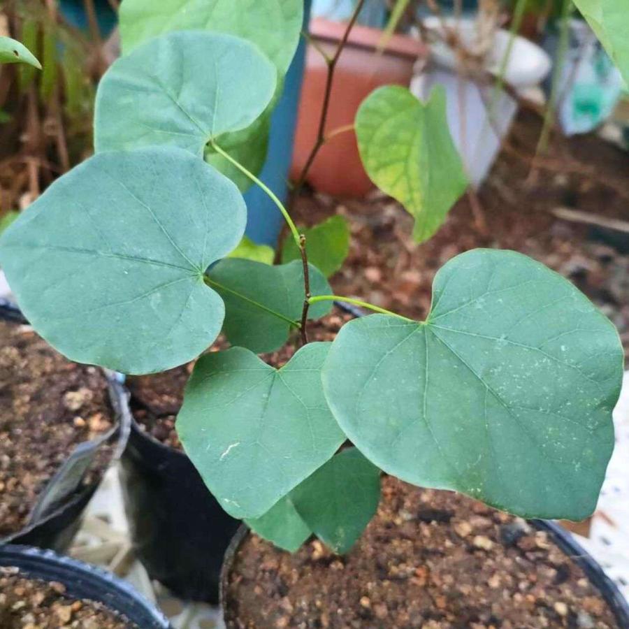 アメリカ花蘇芳（ハナズオウ） 種子 | 北アメリカの花木 - 種子 |  | 03