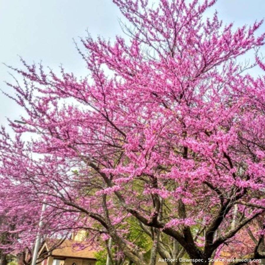 アメリカ花蘇芳（ハナズオウ） 種子 | 北アメリカの花木 - 種子 |  | 04