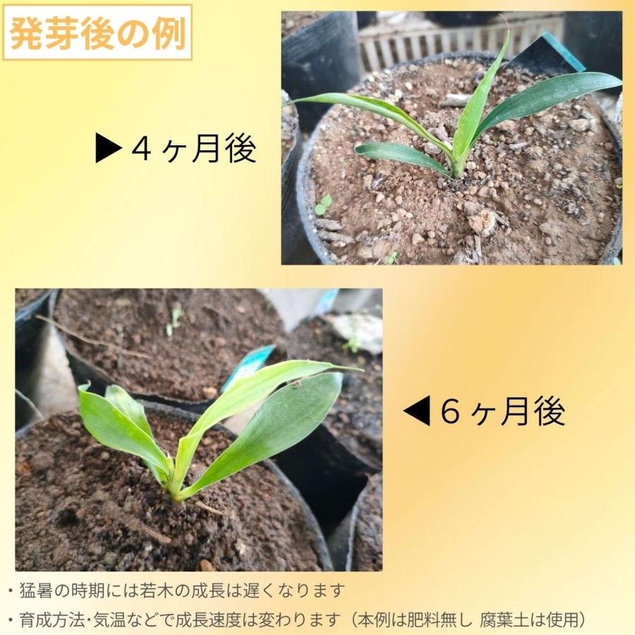 ドリアンテス・エクセルサ 種子 | ガイミア・リリー（ユリ） - リュウゼツラン - 種子 |  | 02