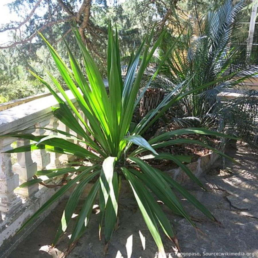 ドリアンテス・エクセルサ 種子 | ガイミア・リリー（ユリ） - リュウゼツラン - 種子 |  | 03