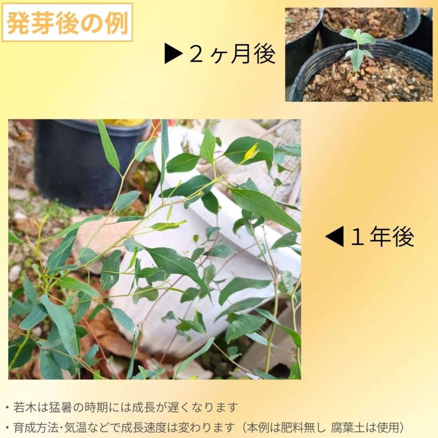 ユーカリ・セルヌア 種子 - うなづく花 - 種子 |  | 02