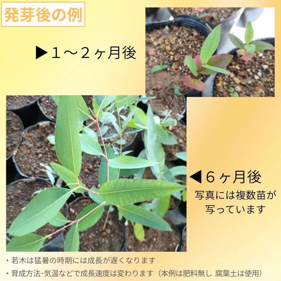 ユーカリ・マージナータ 種子 | ジャラ - ジャラハニーで有名 - 種子 |  | 02