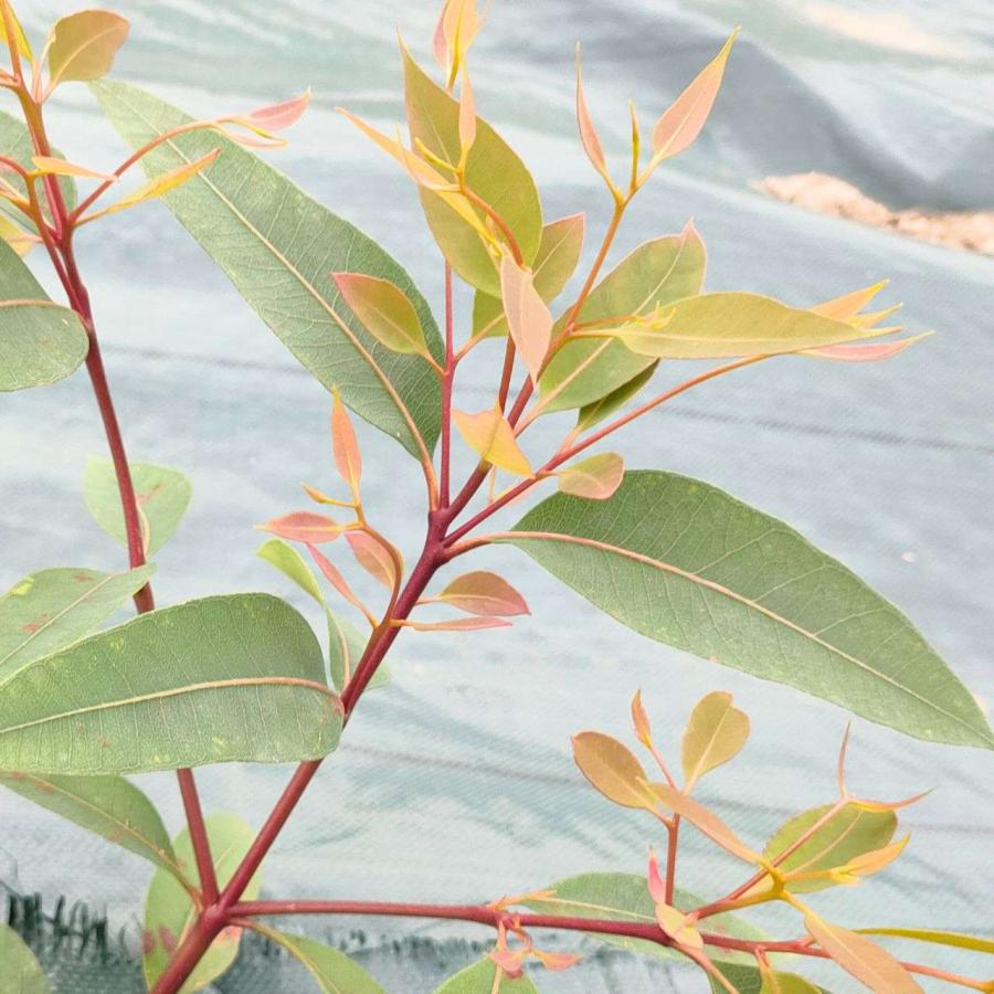 ユーカリ・マージナータ 種子 | ジャラ - ジャラハニーで有名 - 種子 |  | 03