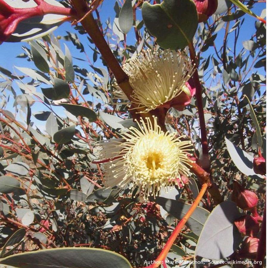 ユーカリ・パキフィラ 種子 | 紅色に染まる蕾 - 種子 | 