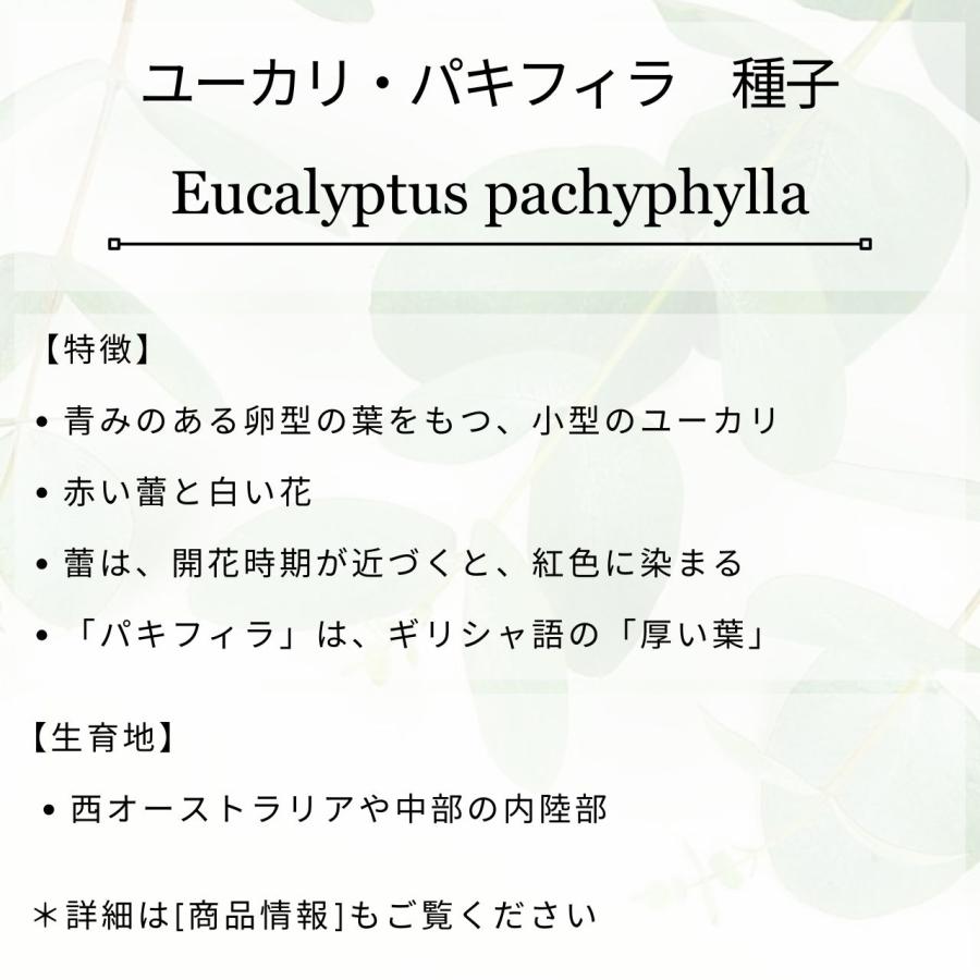 ユーカリ・パキフィラ 種子 | 紅色に染まる蕾 - 種子 |  | 01
