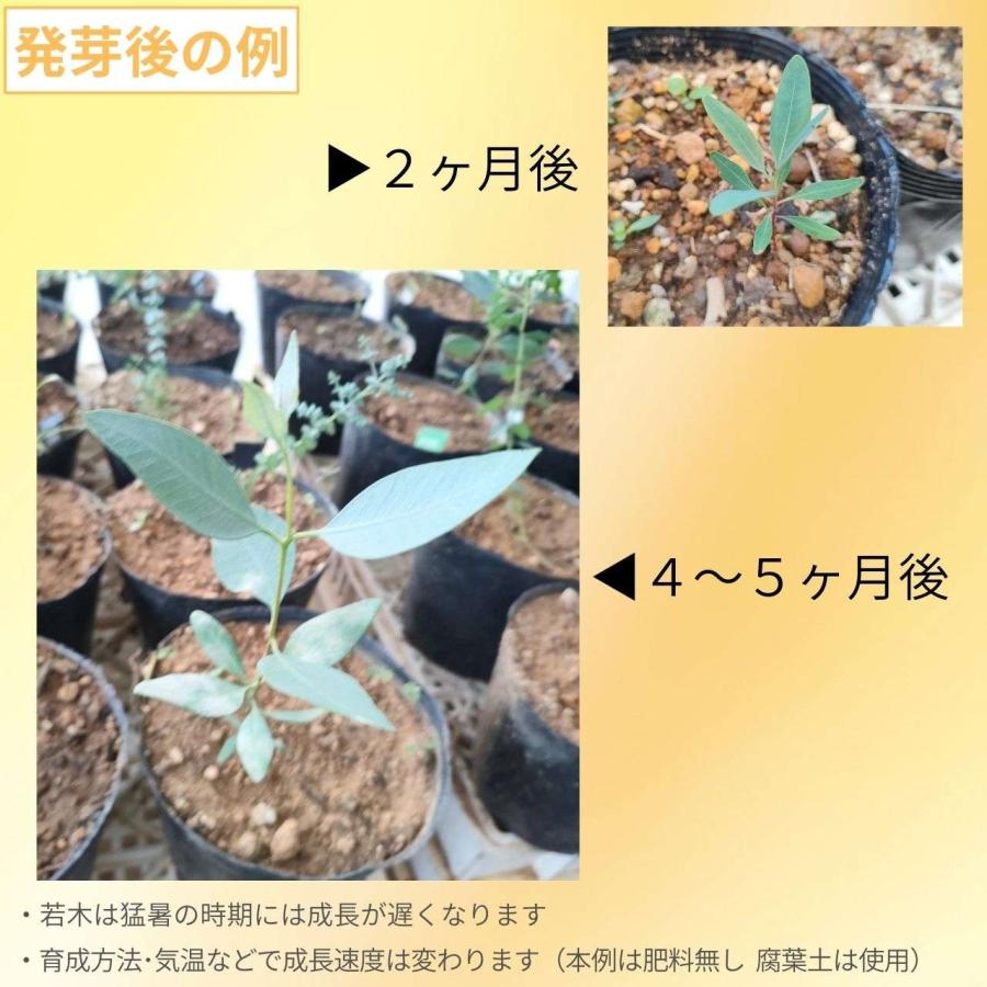 ユーカリ・パキフィラ 種子 | 紅色に染まる蕾 - 種子 |  | 02