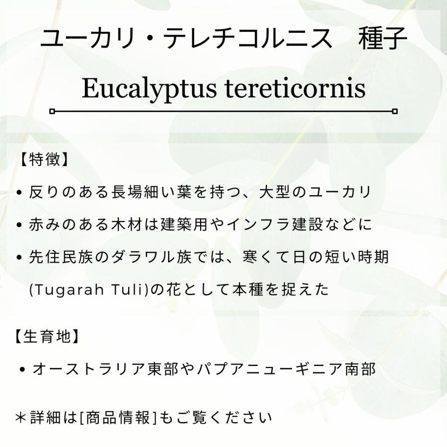 ユーカリ・テレチコルニス 種子 | フォレスト・レッドガム - 丸みのある角 - 種子 |  | 01