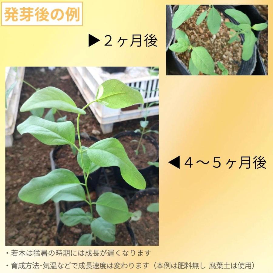 ユーカリ・テレチコルニス 種子 | フォレスト・レッドガム - 丸みのある角 - 種子 |  | 02