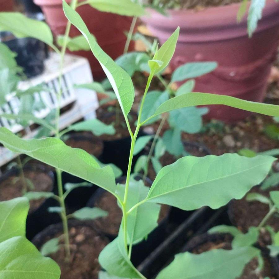 ユーカリ・テレチコルニス 種子 | フォレスト・レッドガム - 丸みのある角 - 種子 |  | 03