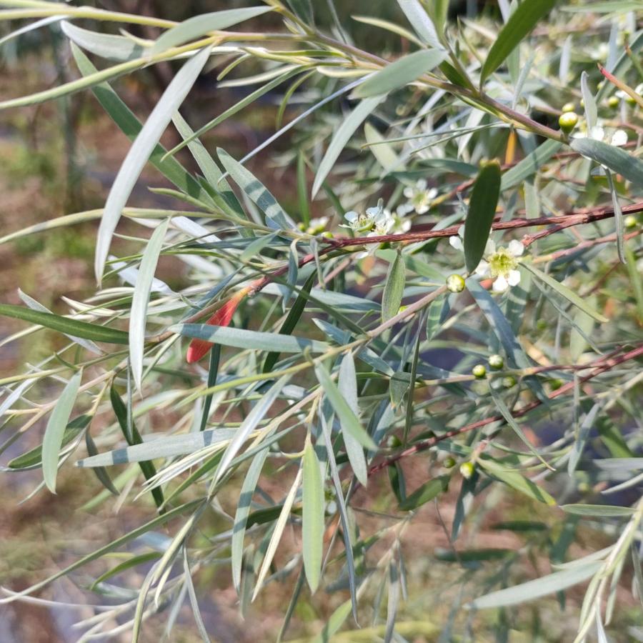 シルバーティーツリー　ルートプラスポット入り/ 559 レプトスペルマム 『シルバーティーツリー』 | すべての商品