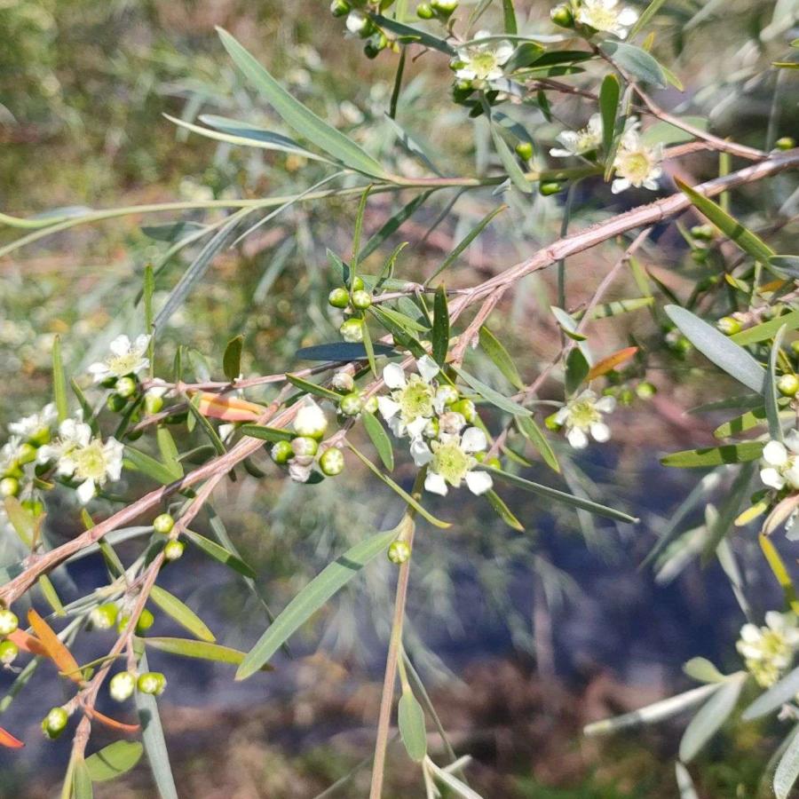 シルバー・ウィーピング・ティーツリー 種子 | レプトスペルマム