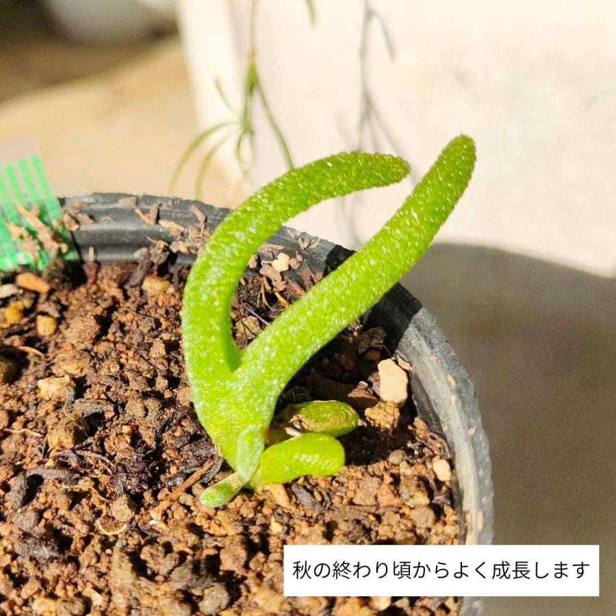 こんどう　モニラリア　種子300粒 Amazon | 珍奇植物 モニラリア・ピシフォルミス 種子10粒 | 草
