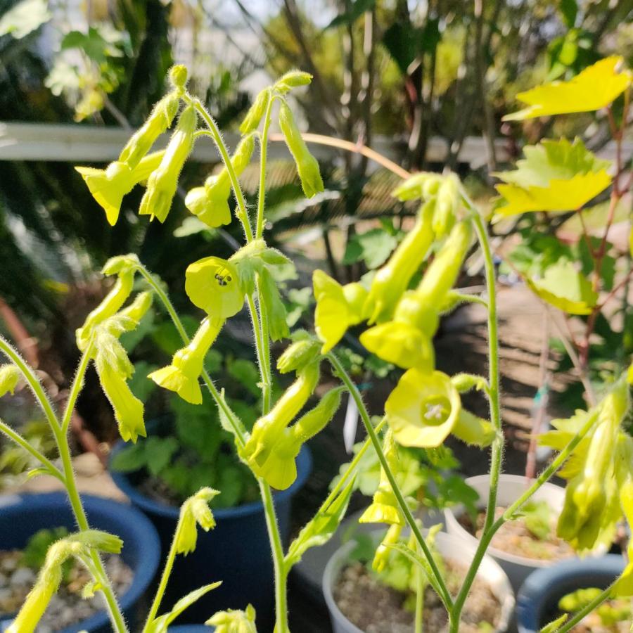 ニコチアナ・ラングスドルフィー  種子 | 南米の花 - 種子 |  | 03