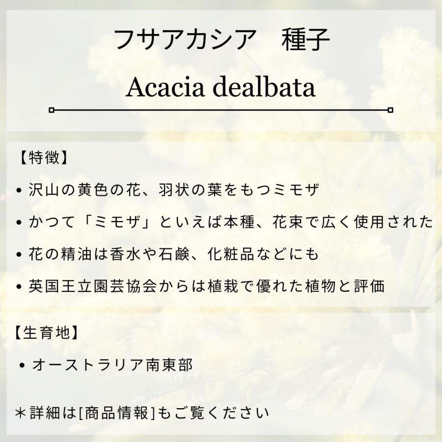 フサアカシア 種子 | シルバーワトル - ミモザの代表種 : KUGEL フサアカシア 種子 | シルバーワトル - ミモザの代表種 : KUGEL