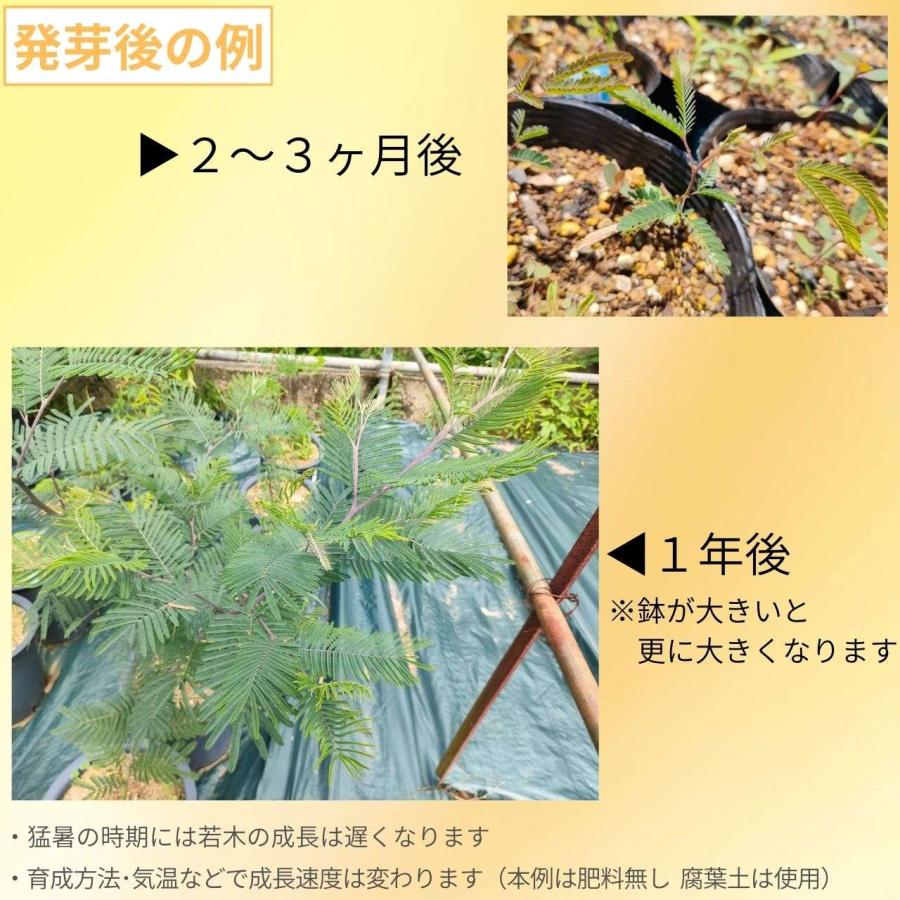 フサアカシア 種子 | シルバーワトル - ミモザの代表種 - 種子 |  | 02