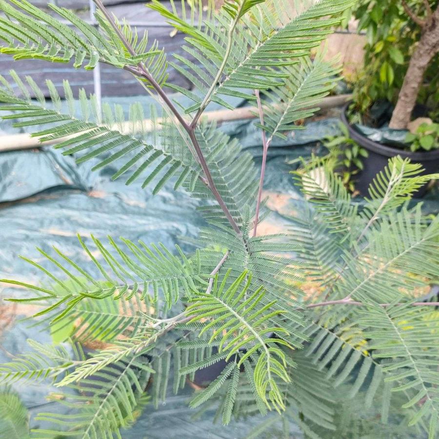 フサアカシア 種子 | シルバーワトル - ミモザの代表種 - 種子 |  | 03