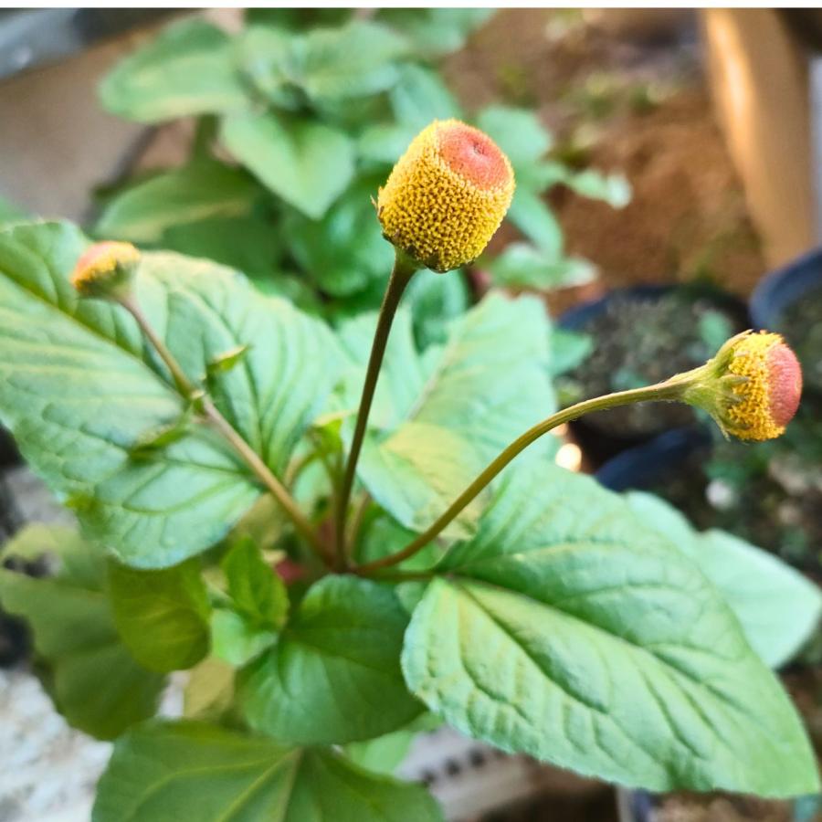 アクメラ・オレラセア 種子 | オランダセンニチ - 熱帯地域のハーブ - 種子 | 