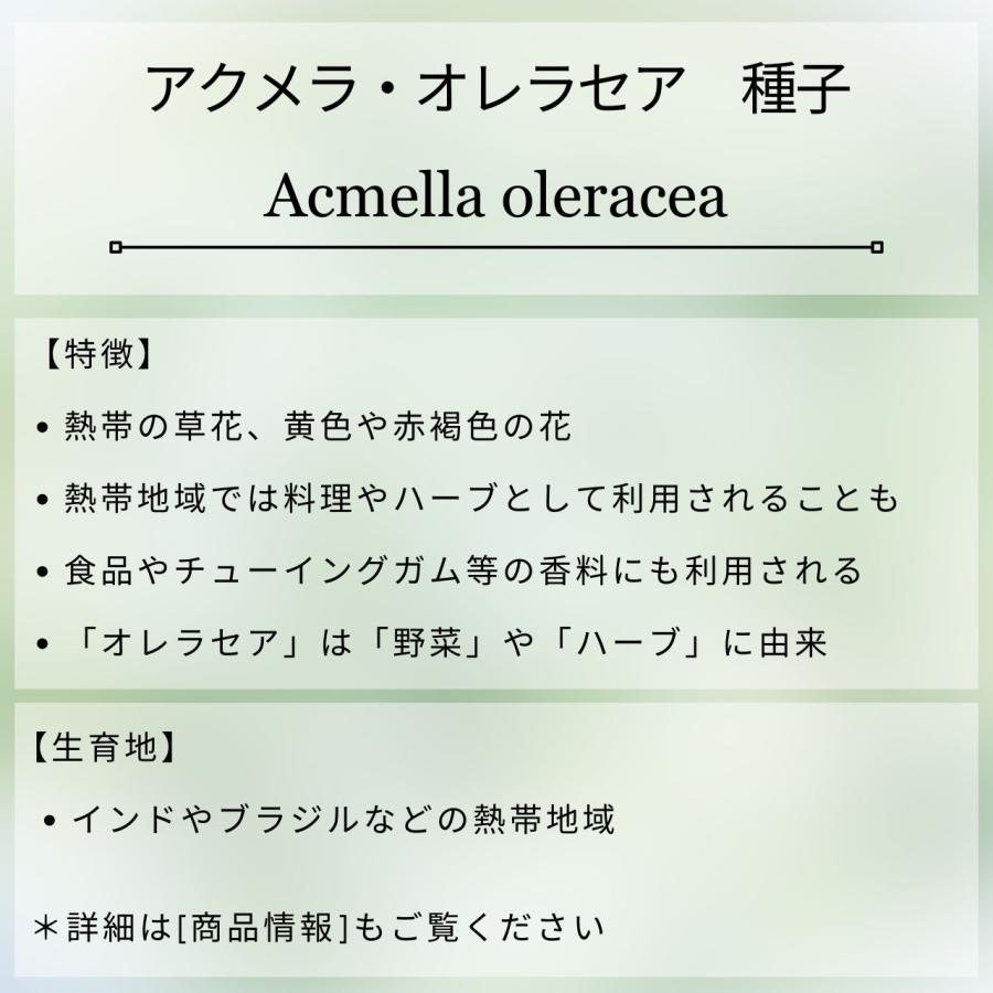 アクメラ・オレラセア 種子 | オランダセンニチ - 熱帯地域のハーブ - 種子 |  | 01
