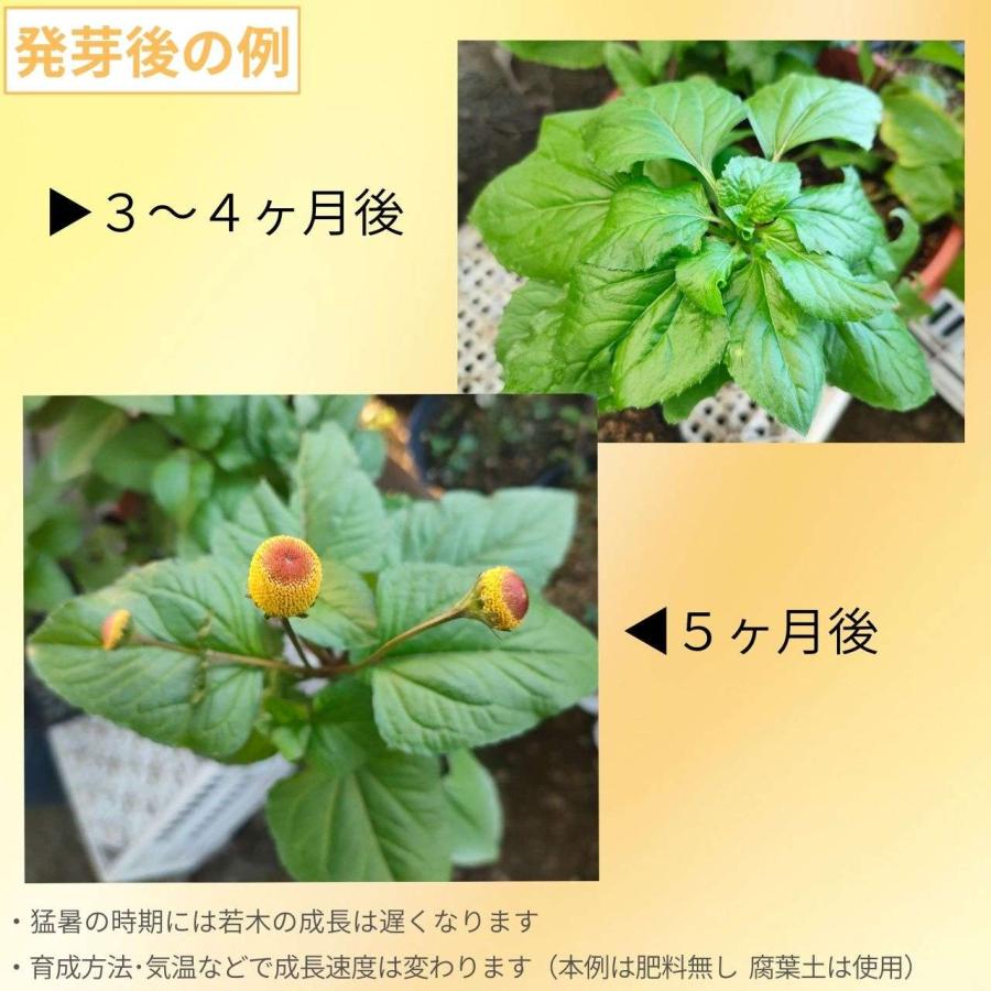 アクメラ・オレラセア 種子 | オランダセンニチ - 熱帯地域のハーブ - 種子 |  | 02