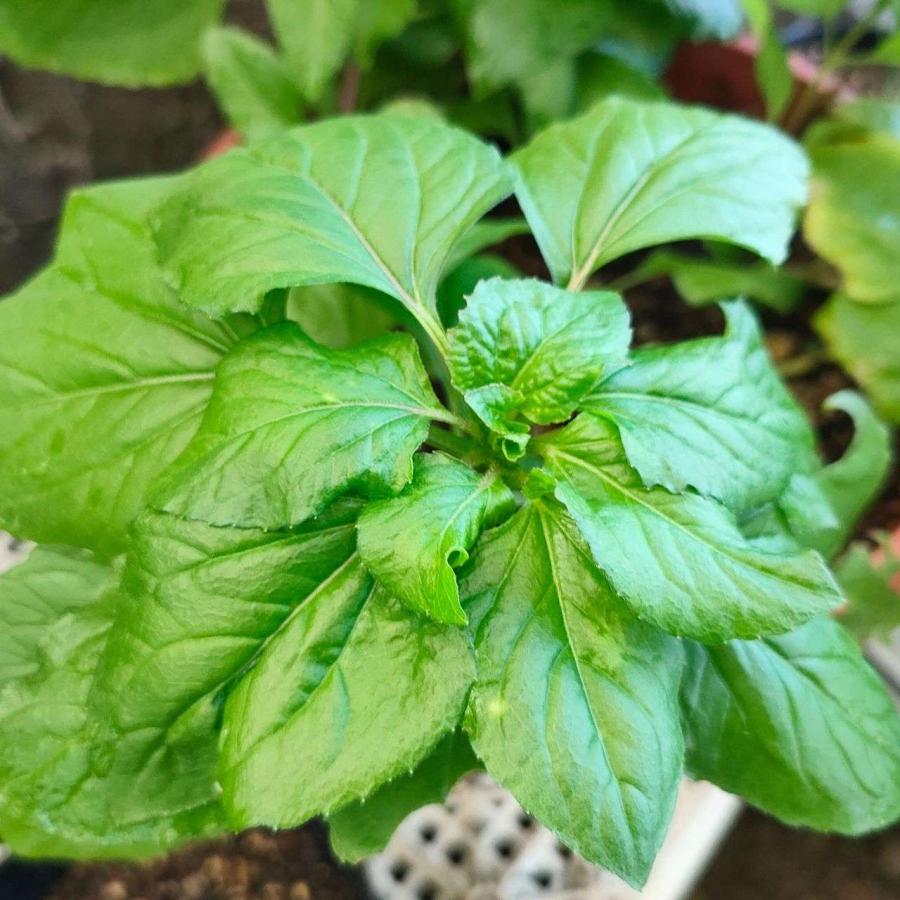 アクメラ・オレラセア 種子 | オランダセンニチ - 熱帯地域のハーブ - 種子 |  | 03