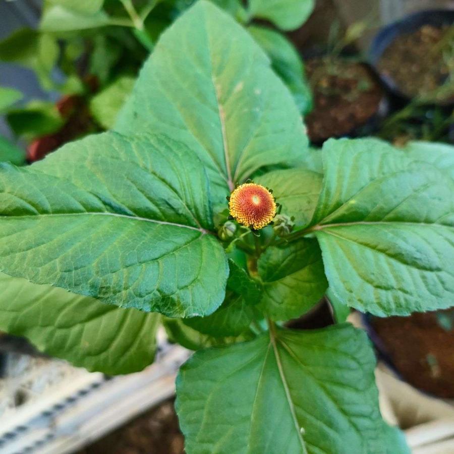 アクメラ・オレラセア 種子 | オランダセンニチ - 熱帯地域のハーブ - 種子 |  | 04