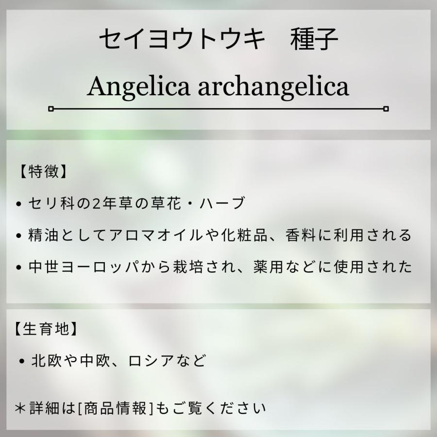 セイヨウトウキ 種子 | アンジェリカ・アークアンジェリカ - 天使のハーブ - 種子 |  | 01