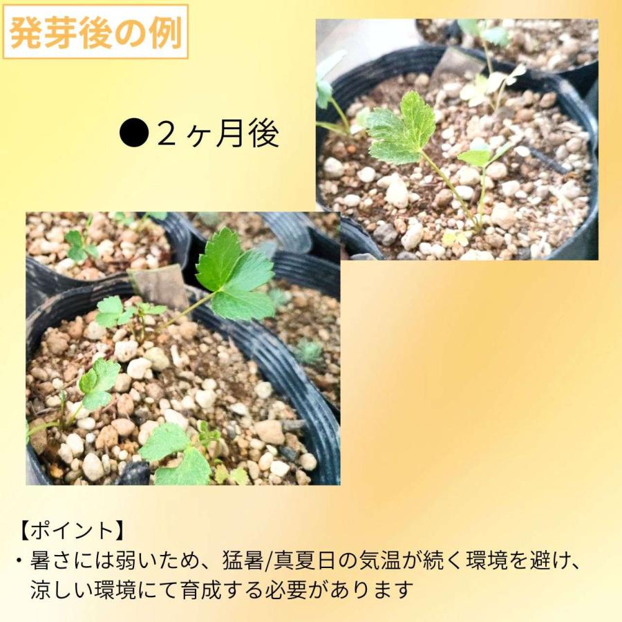 セイヨウトウキ 種子 | アンジェリカ・アークアンジェリカ - 天使のハーブ - 種子 |  | 02