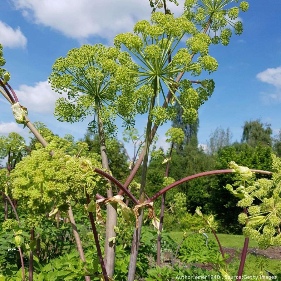 セイヨウトウキ 種子 | アンジェリカ・アークアンジェリカ - 天使のハーブ - 種子 |  | 03
