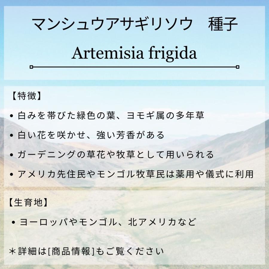 マンシュウアサギリソウ 種子 | フリンジ・ヤマヨモギ - 北半球のヨモギ - 種子 |  | 01