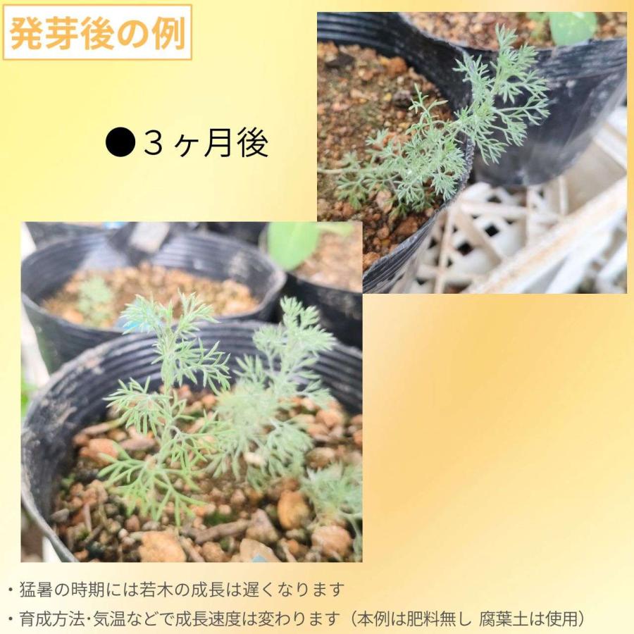 マンシュウアサギリソウ 種子 | フリンジ・ヤマヨモギ - 北半球のヨモギ - 種子 |  | 02