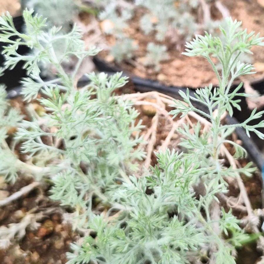 マンシュウアサギリソウ 種子 | フリンジ・ヤマヨモギ - 北半球のヨモギ - 種子 |  | 03